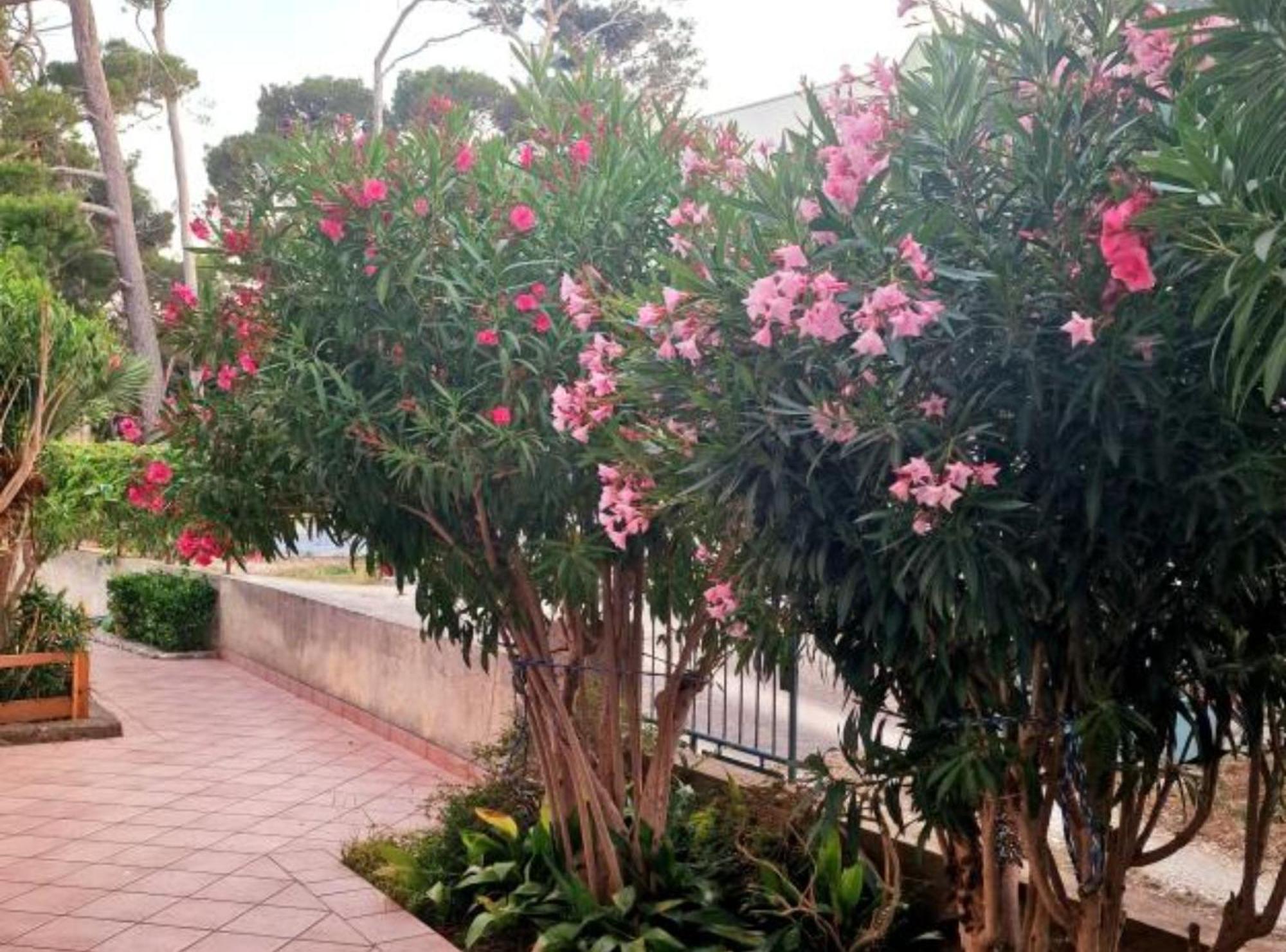 Pansion Belvedere Mali Lošinj Exterior foto